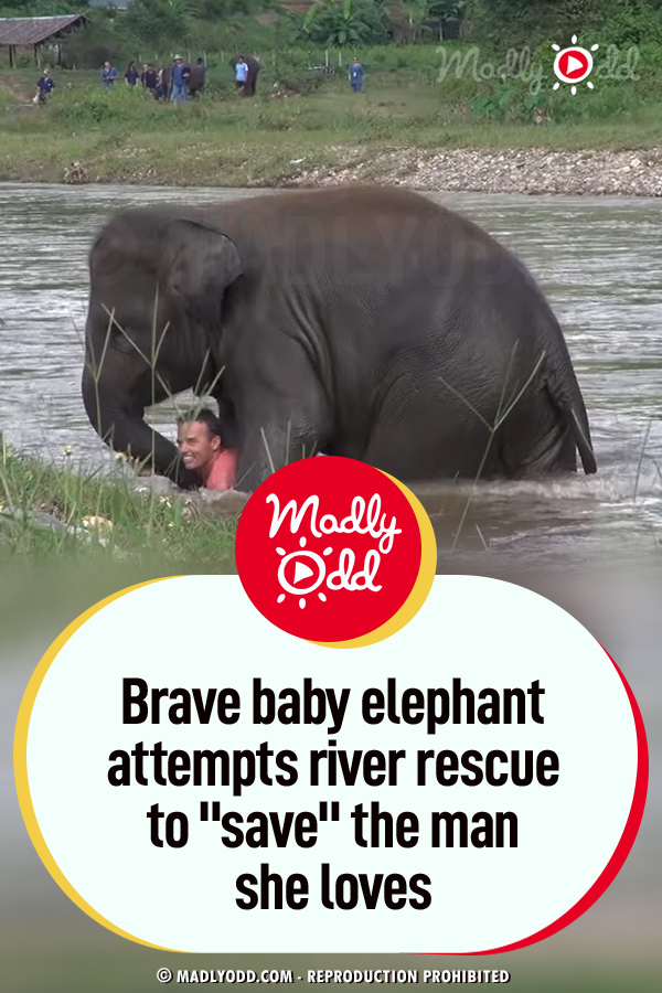 Brave baby elephant attempts river rescue to \