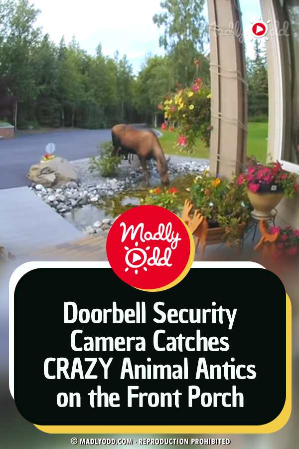 Doorbell Security Camera Catches CRAZY Animal Antics on the Front Porch