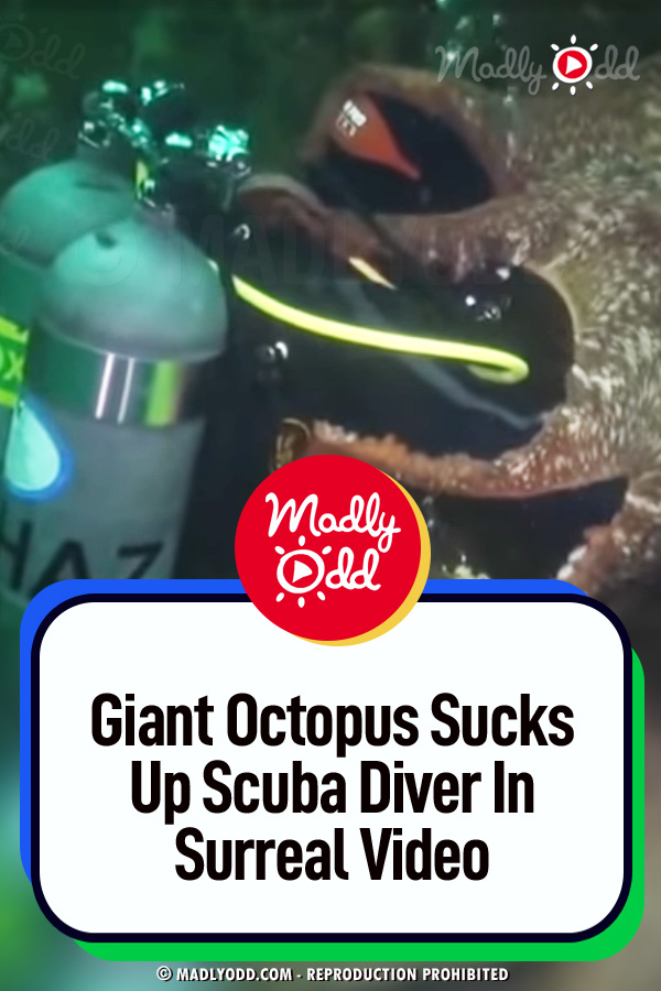 Giant Octopus Sucks Up Scuba Diver In Surreal Video
