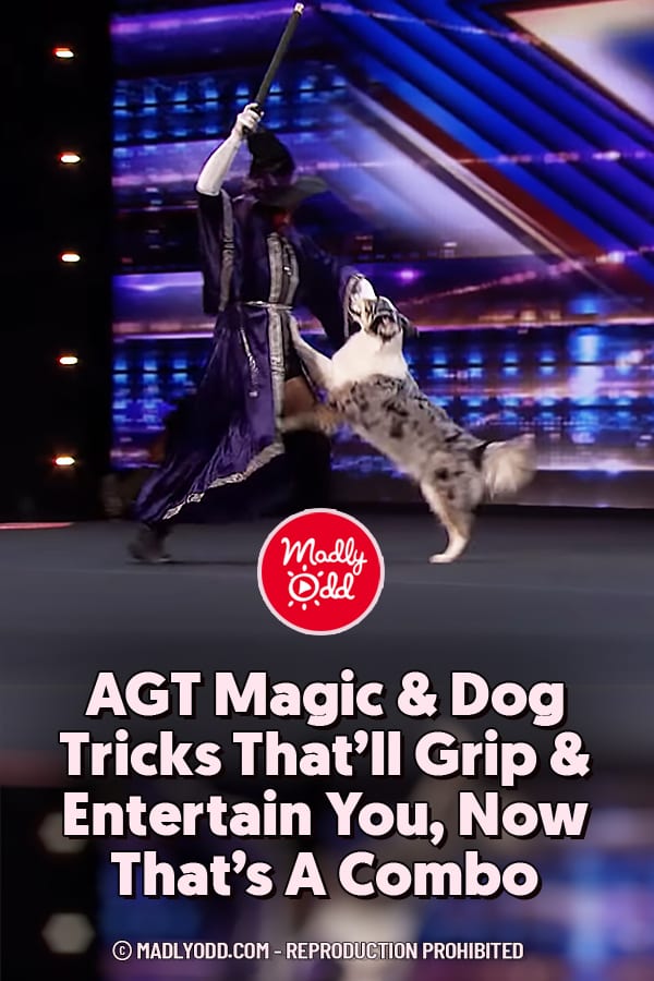 AGT Magic & Dog Tricks That\'ll Grip & Entertain You, Now That\'s A Combo