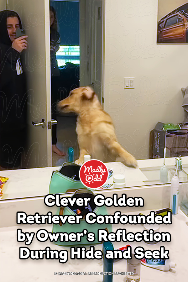 Clever Golden Retriever Confounded by Owner’s Reflection During Hide and Seek