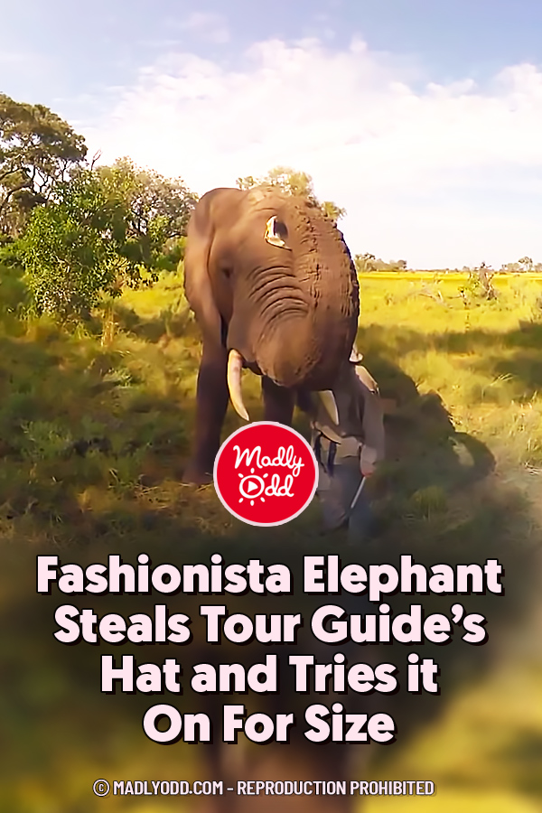 Fashionista Elephant Steals Tour Guide’s Hat and Tries it On For Size