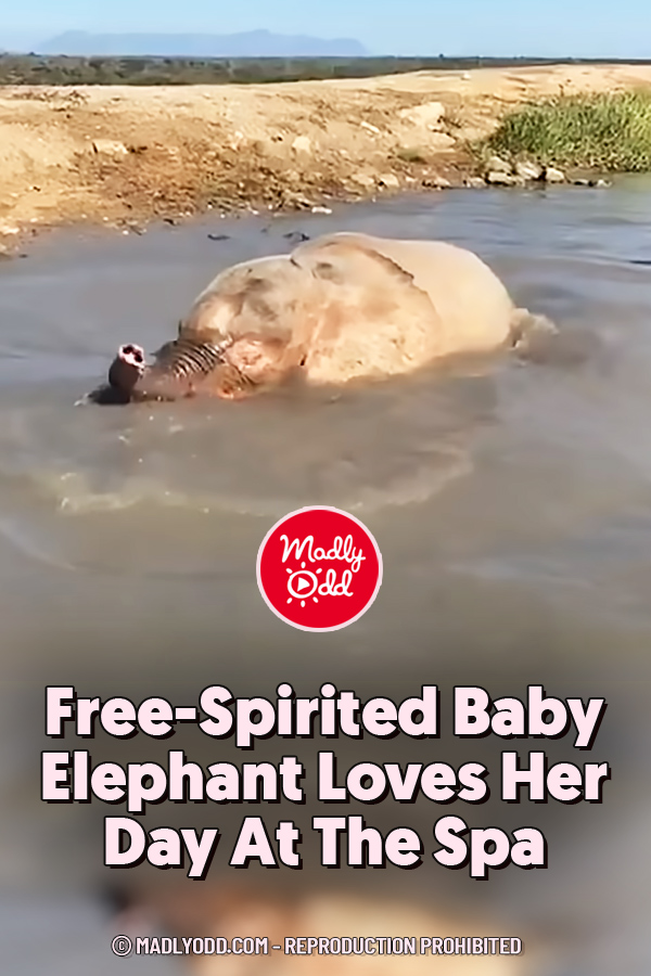 Free-Spirited Baby Elephant Loves Her Day At The Spa