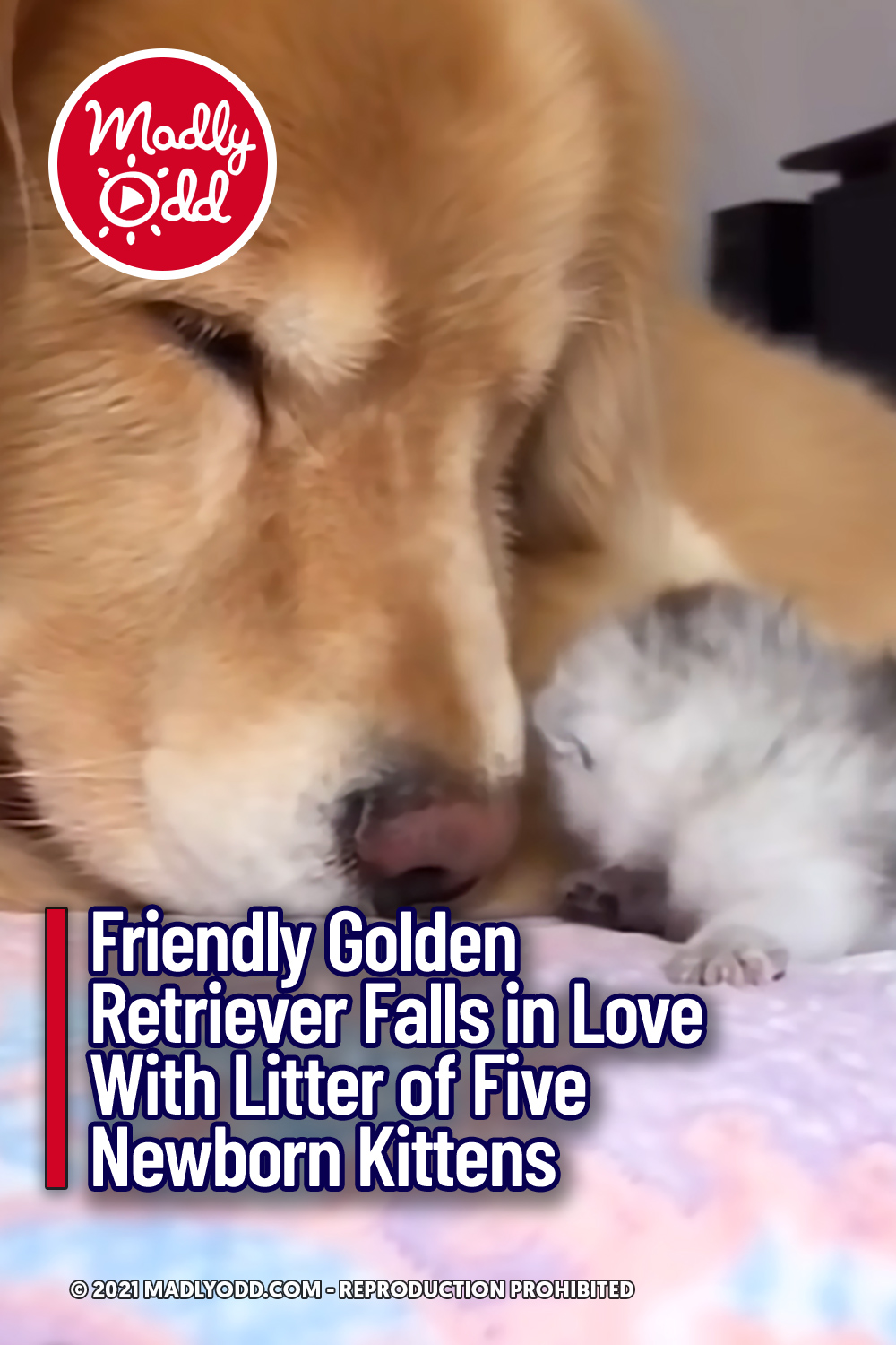 Friendly Golden Retriever Falls in Love With Litter of Five Newborn Kittens