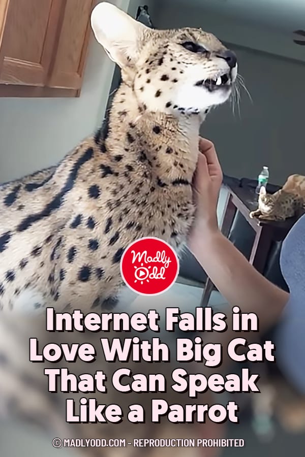 Internet Falls in Love With Big Cat That Can Speak Like a Parrot