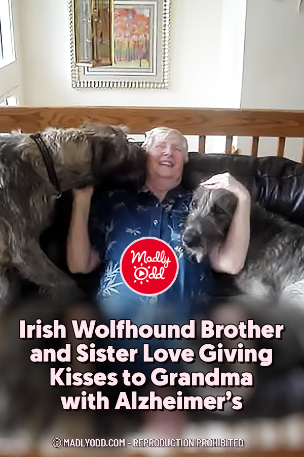 Irish Wolfhound Brother and Sister Love Giving Kisses to Grandma with Alzheimer’s