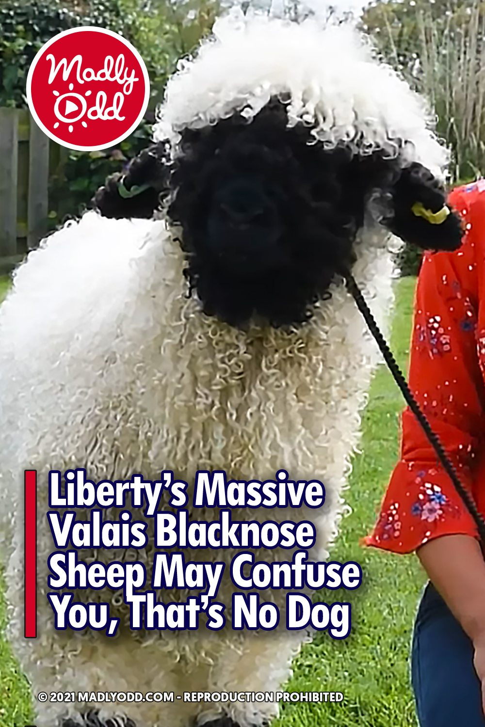 Liberty’s Massive Valais Blacknose Sheep May Confuse You, That’s No Dog