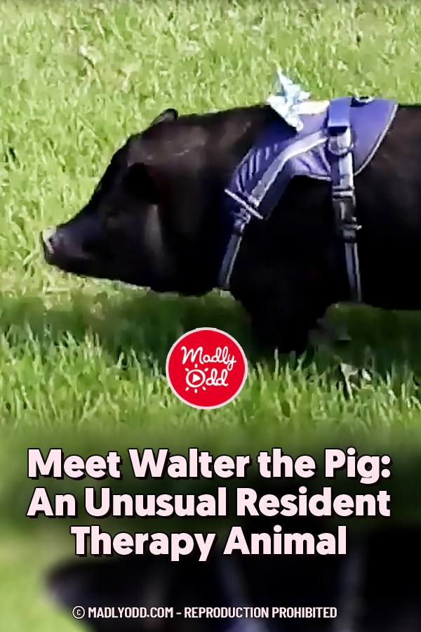 Meet Walter the Pig: An Unusual Resident Therapy Animal