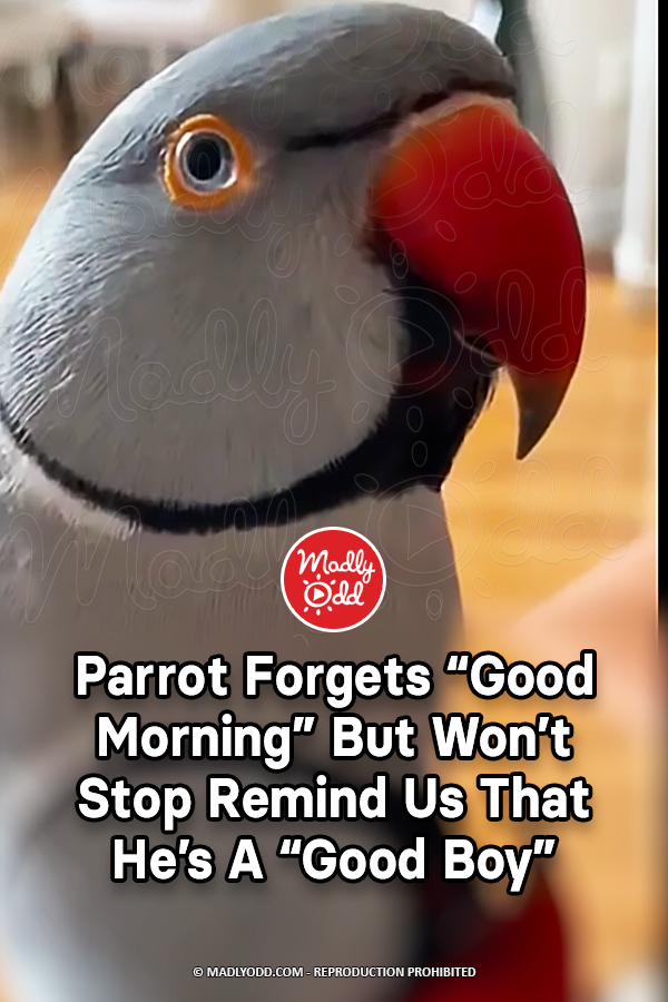 Parrot Forgets \