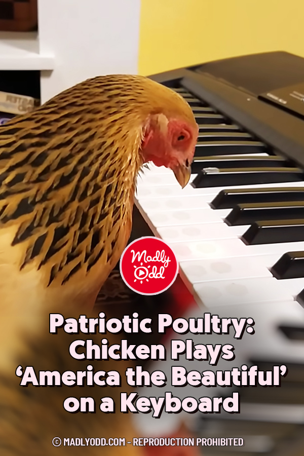 Patriotic Poultry: Chicken Plays ‘America the Beautiful’ on a Keyboard