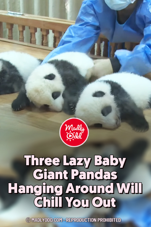 Three Lazy Baby Giant Pandas Hanging Around Will Chill You Out