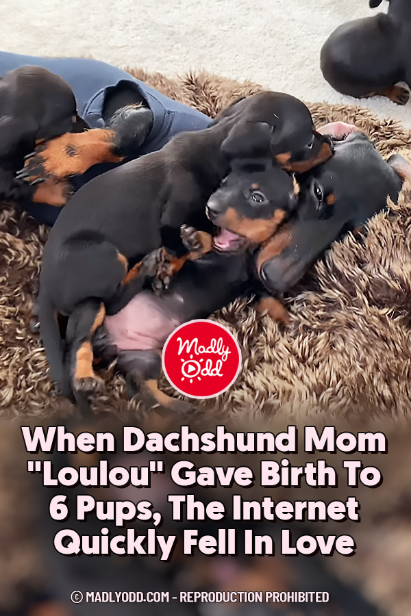When Dachshund Mom “Loulou” Gave Birth To 6 Pups, The Internet Quickly Fell In Love