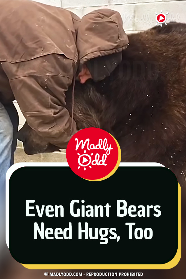 Even Giant Bears Need Hugs, Too