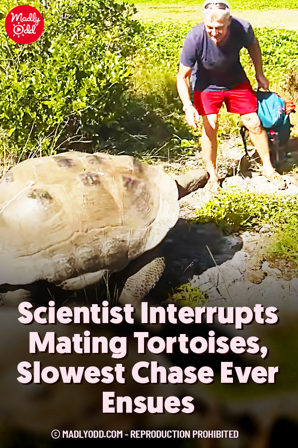 Scientist Interrupts Mating Tortoises, Slowest Chase Ever Ensues