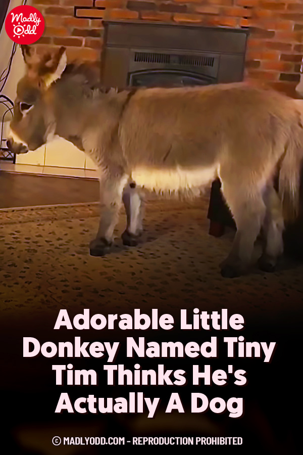 Adorable Little Donkey Named Tiny Tim Thinks He\'s Actually A Dog