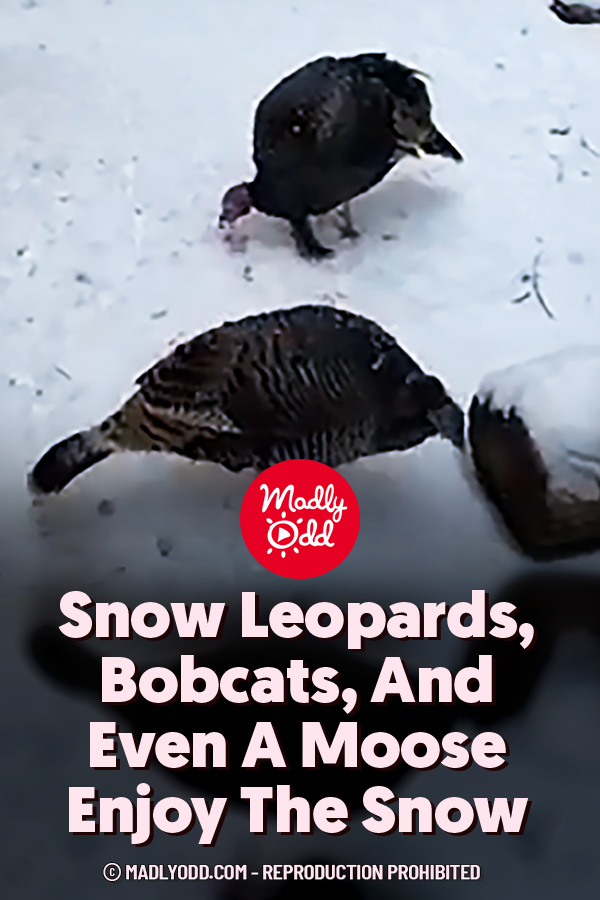 Snow Leopards, Bobcats, And Even A Moose Enjoy The Snow