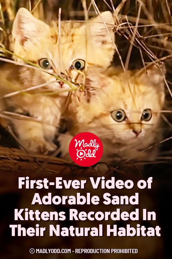 First-Ever Video of Adorable Sand Kittens Recorded In Their Natural Habitat