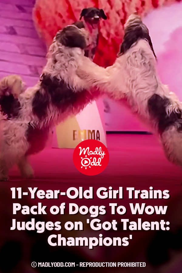 11-Year-Old Girl Trains Pack of Dogs To Wow Judges on \'Got Talent: Champions\'