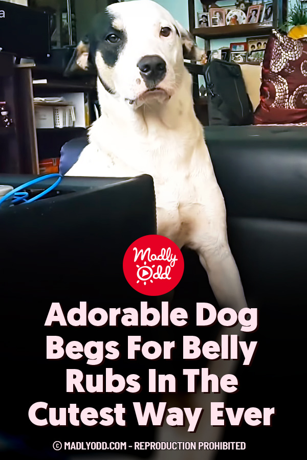 Adorable Dog Begs For Belly Rubs In The Cutest Way Ever