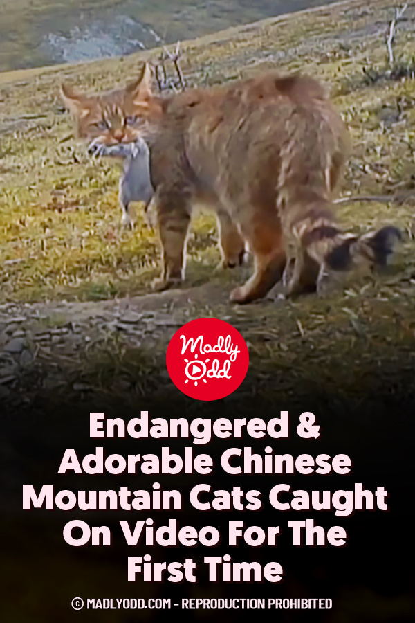 Endangered & Adorable Chinese Mountain Cats Caught On Video For The First Time
