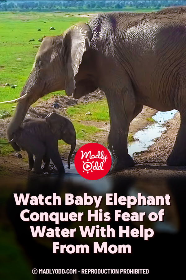 Watch Baby Elephant Conquer His Fear of Water With Help From Mom
