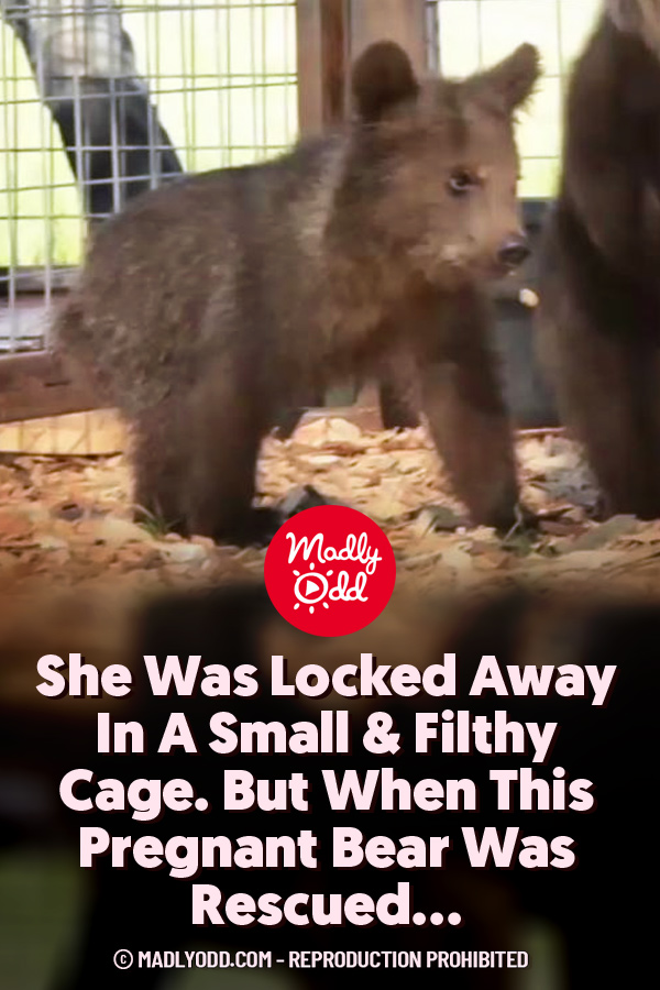 She Was Locked Away In A Small & Filthy Cage. But When This Pregnant Bear Was Rescued...