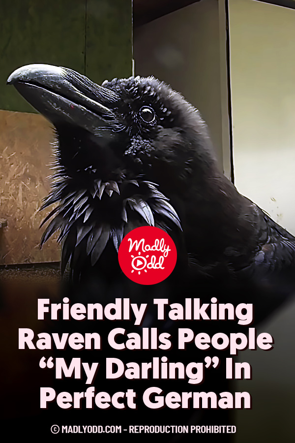 Friendly Talking Raven Calls People “My Darling” In Perfect German