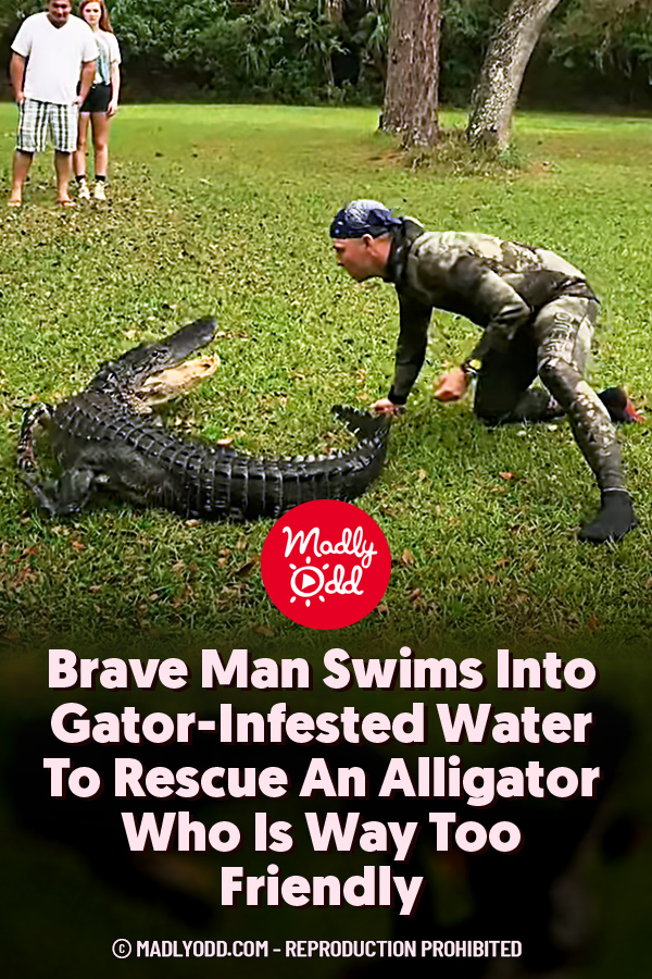 Brave Man Swims Into Gator-Infested Water To Rescue An Alligator Who Is Way Too Friendly