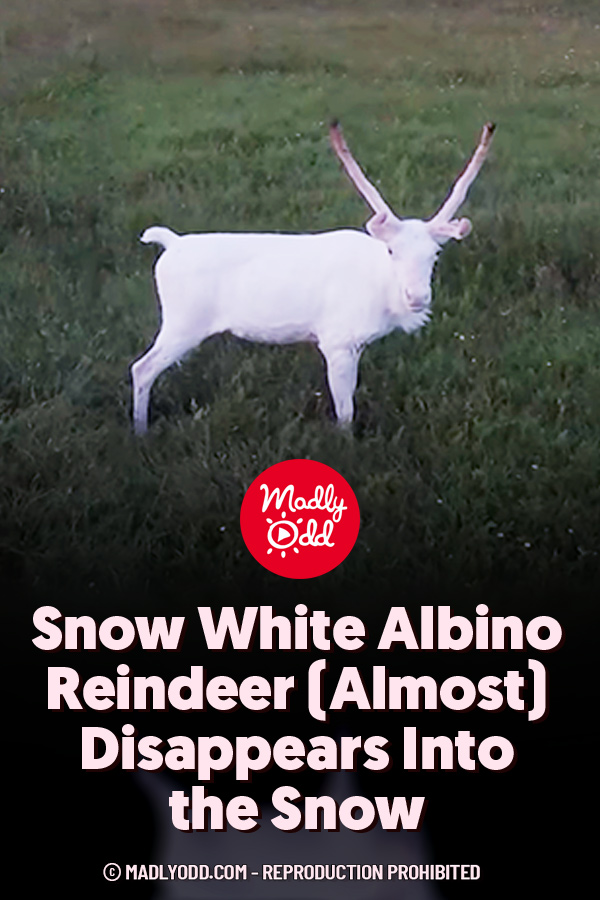 Snow White Albino Reindeer (Almost) Disappears Into the Snow