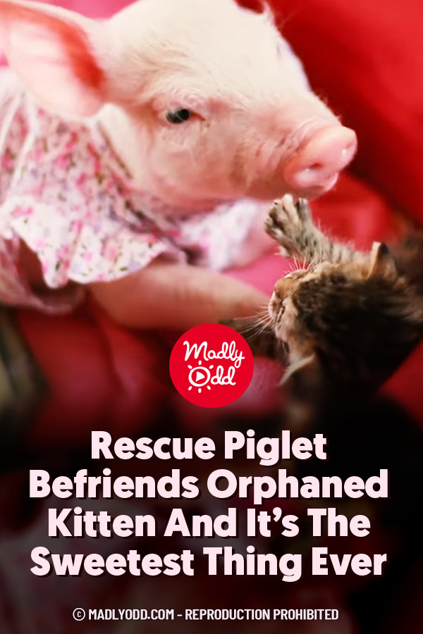 Rescue Piglet Befriends Orphaned Kitten And It’s The Sweetest Thing Ever