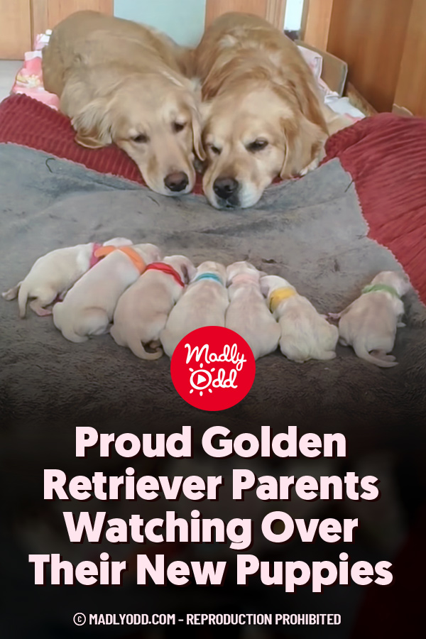 Proud Golden Retriever Parents Watching Over Their New Puppies