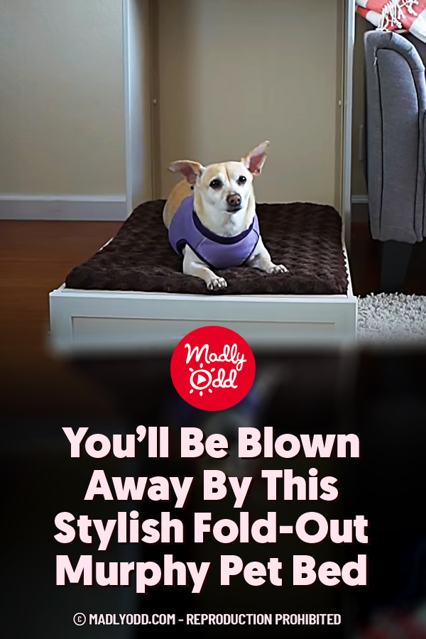 You’ll Be Blown Away By This Stylish Fold-Out Murphy Pet Bed