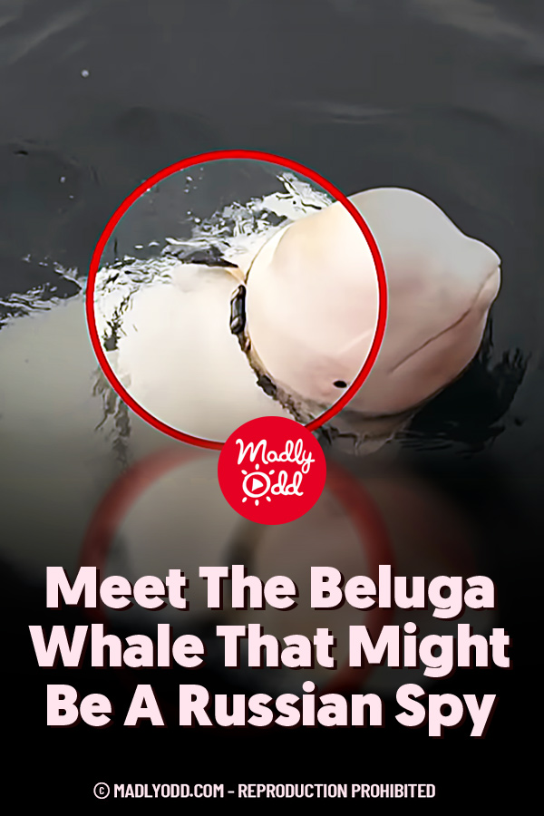 Meet The Beluga Whale That Might Be A Russian Spy