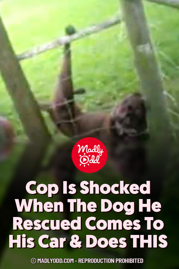 Cop Is Shocked When The Dog He Rescued Comes To His Car & Does THIS