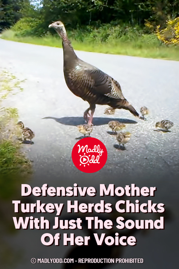 Defensive Mother Turkey Herds Chicks With Just The Sound Of Her Voice