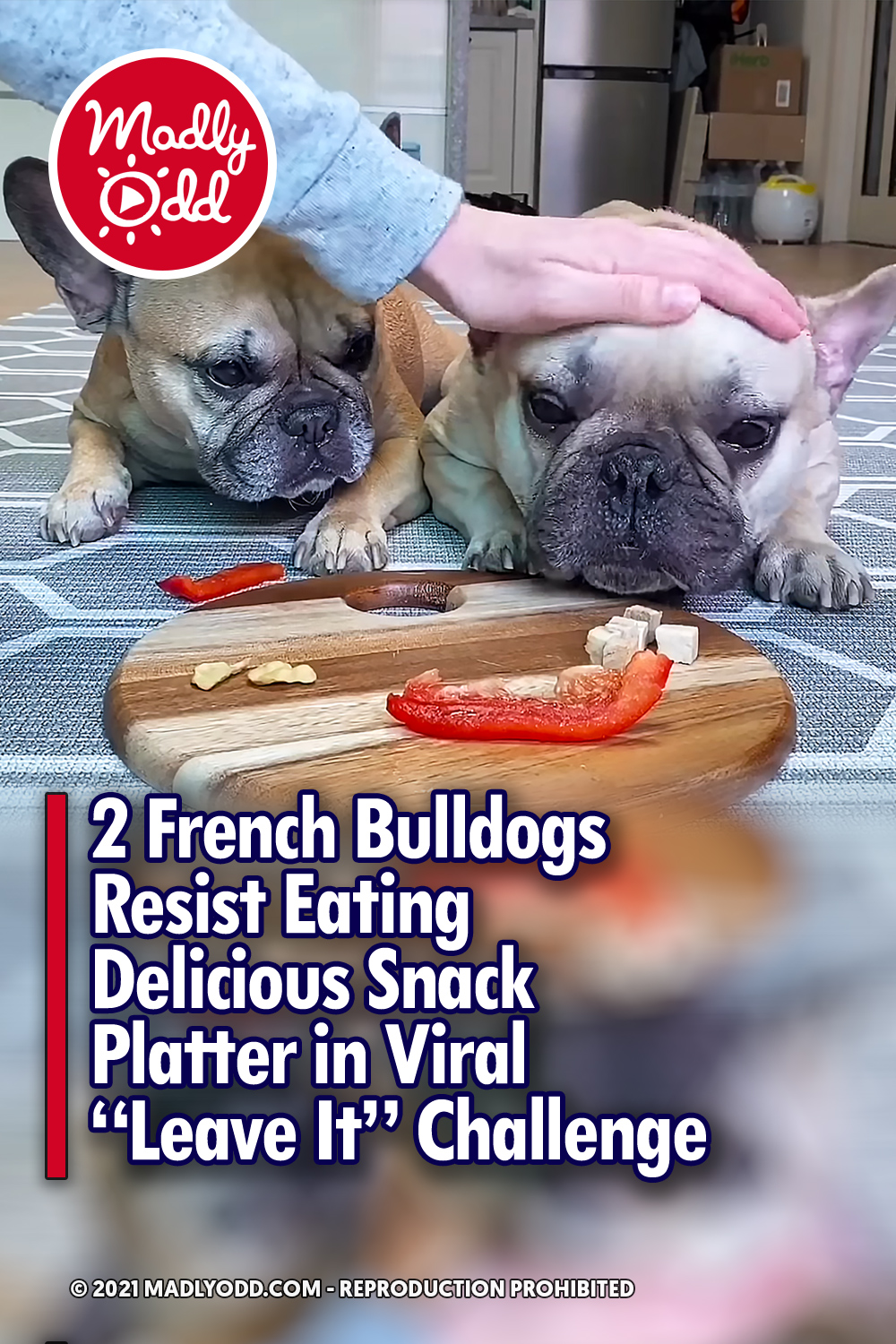 2 French Bulldogs Resist Eating Delicious Snack Platter in Viral “Leave It” Challenge