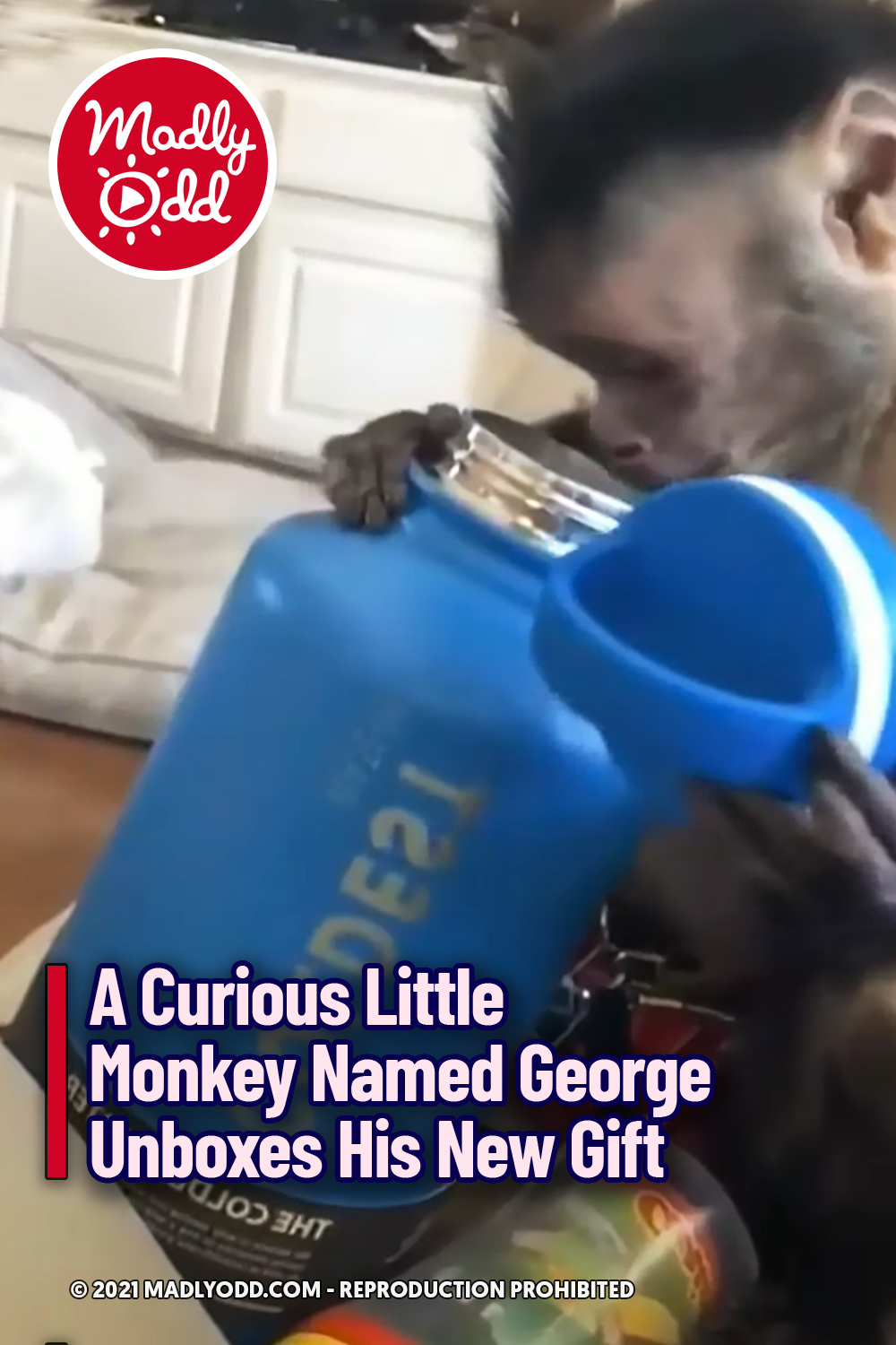 A Curious Little Monkey Named George Unboxes His New Gift