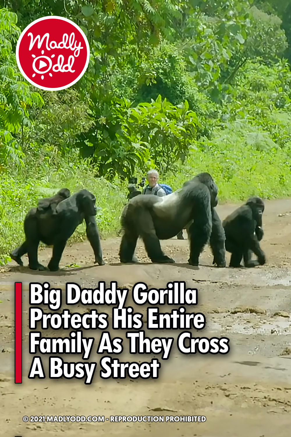 Big Daddy Gorilla Protects His Entire Family As They Cross A Busy Street