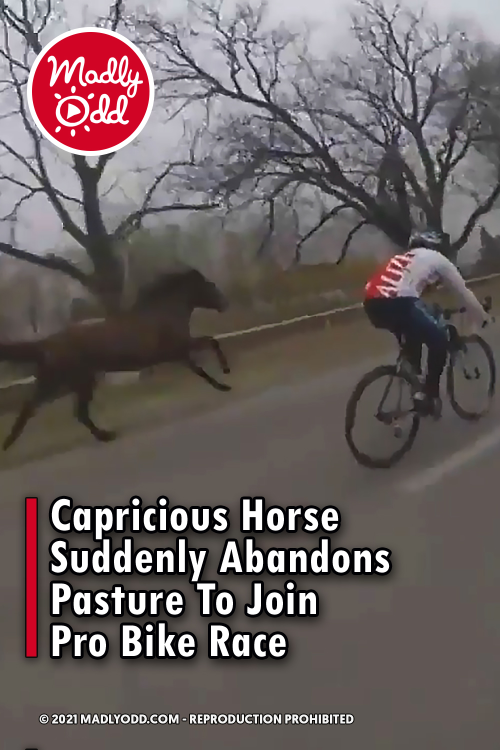 Capricious Horse Suddenly Abandons Pasture To Join Pro Bike Race