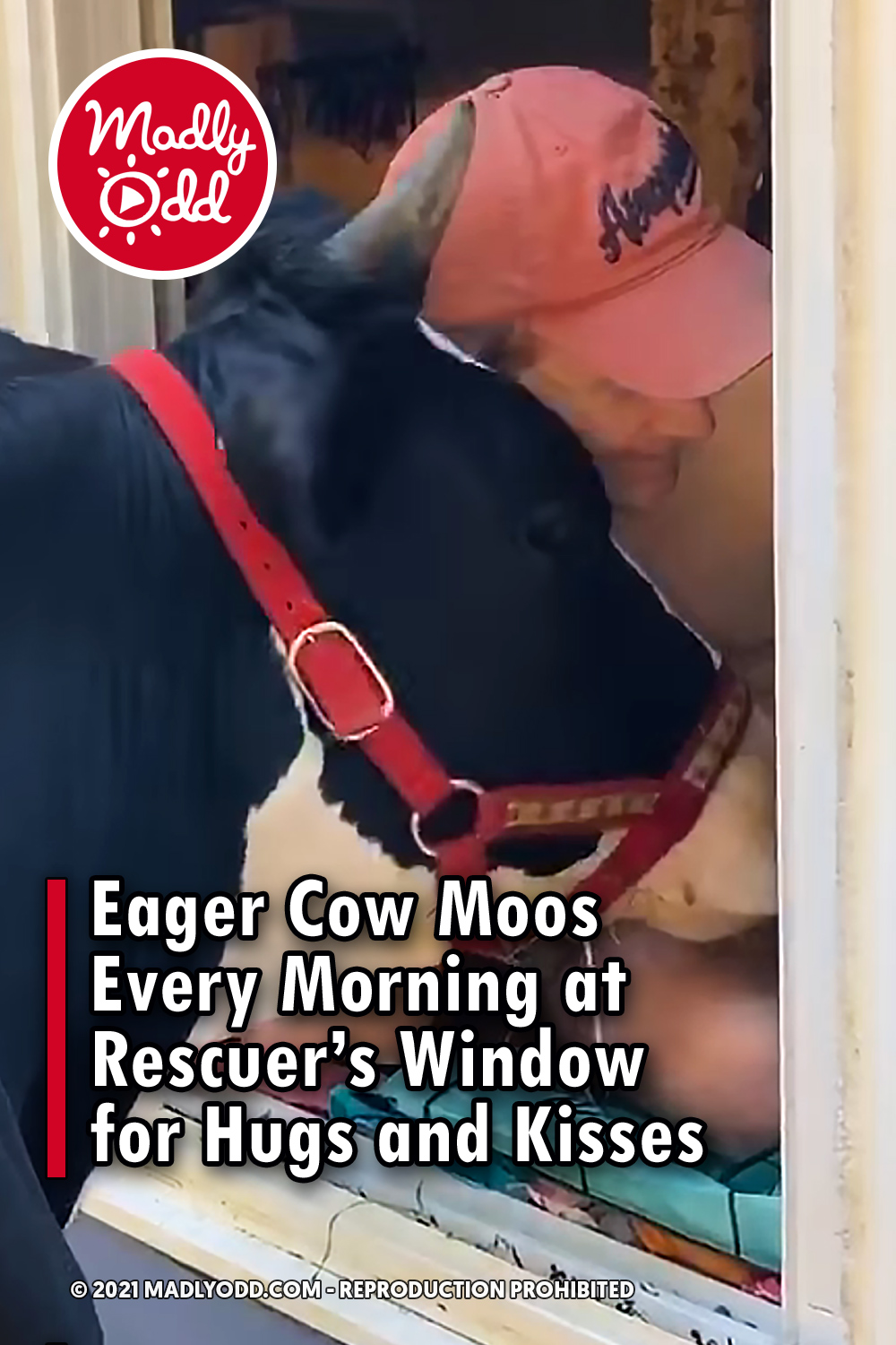 Eager Cow Moos Every Morning at Rescuer’s Window for Hugs and Kisses