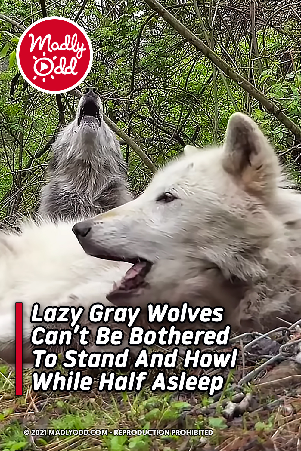 Lazy Gray Wolves Can’t Be Bothered To Stand And Howl While Half Asleep