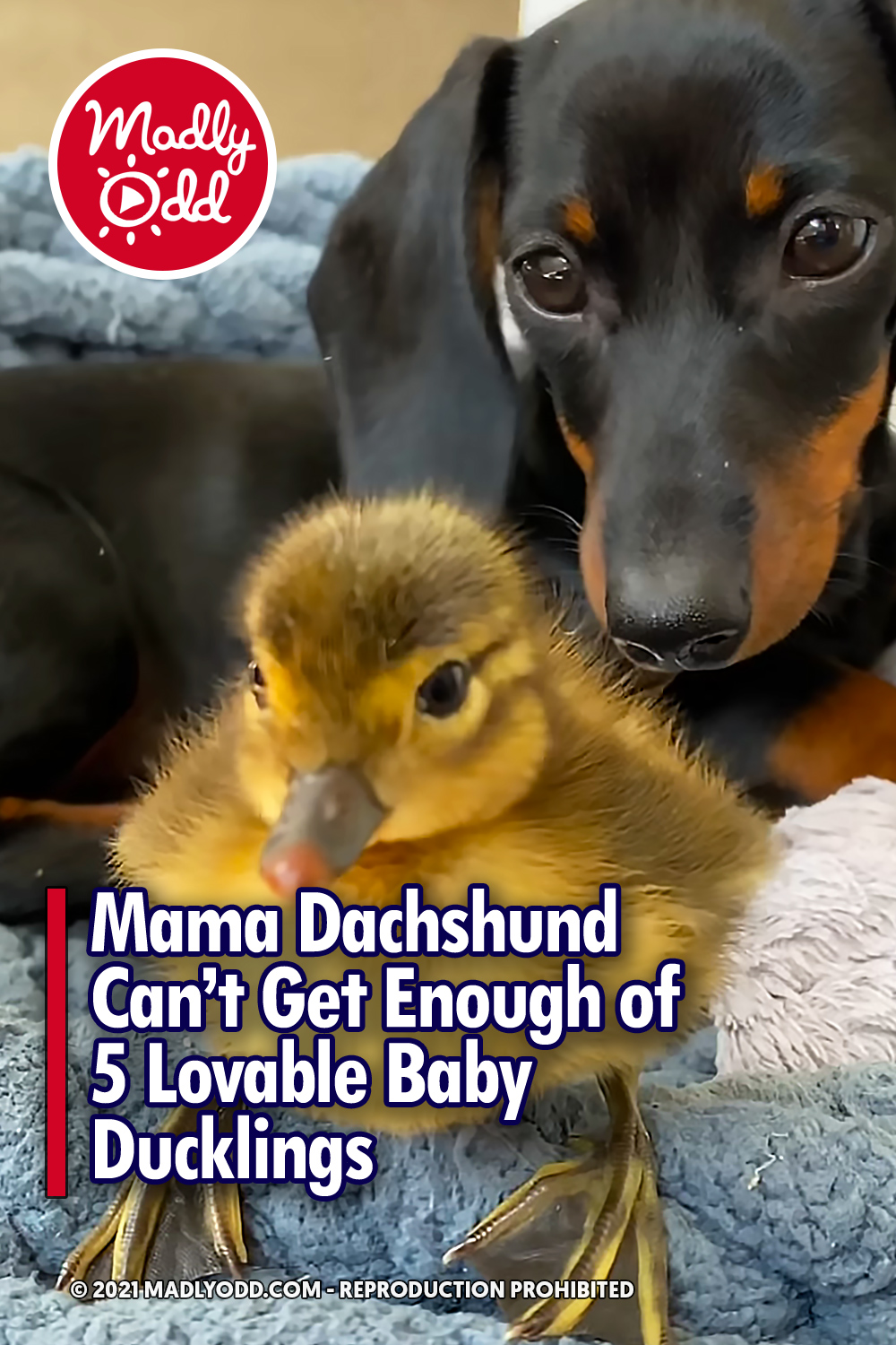 Mama Dachshund Can’t Get Enough of 5 Lovable Baby Ducklings