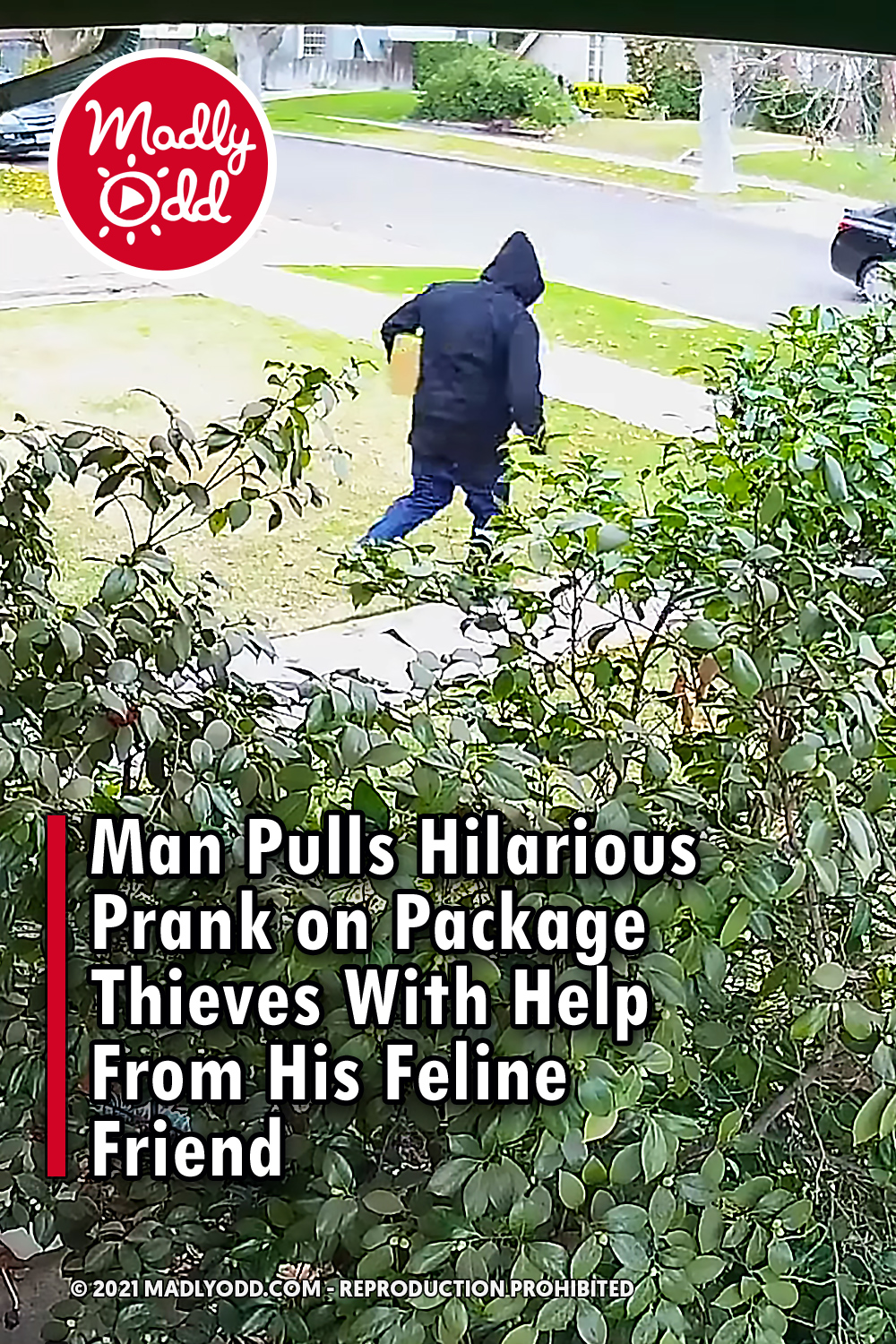 Man Pulls Hilarious Prank on Package Thieves With Help From His Feline Friend