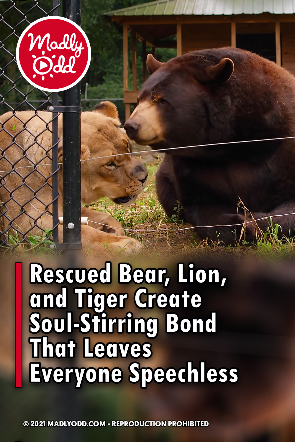 Rescued Bear, Lion, and Tiger Create Soul-Stirring Bond That Leaves Everyone Speechless