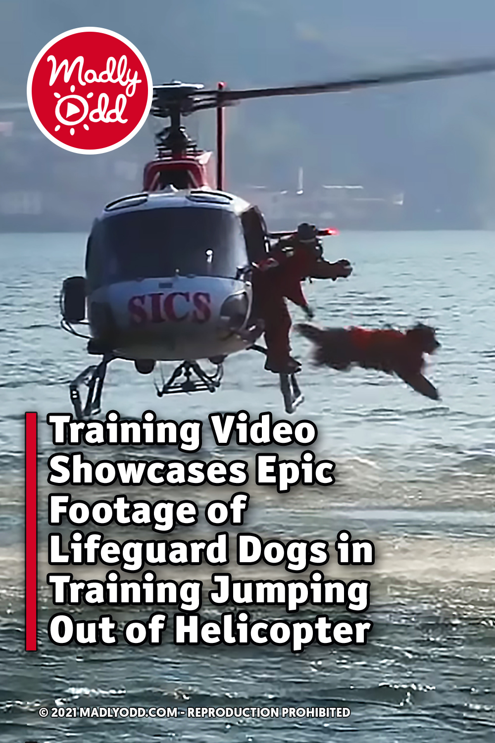 Training Video Showcases Epic Footage of Lifeguard Dogs in Training Jumping Out of Helicopter
