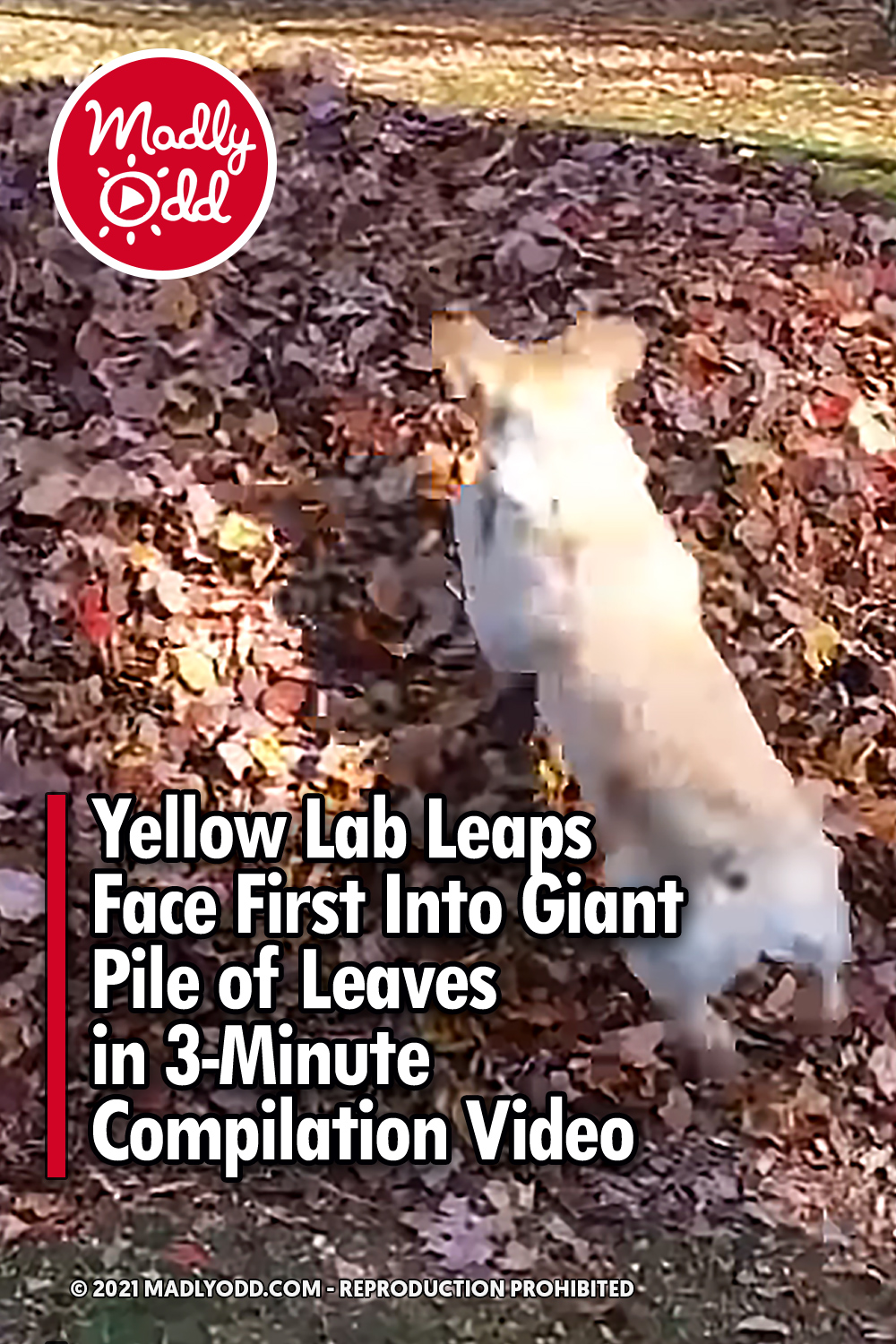 Yellow Lab Leaps Face First Into Giant Pile of Leaves in 3-Minute Compilation Video