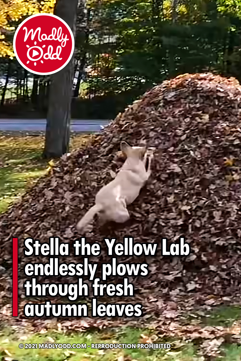 Stella the Yellow Lab endlessly plows through fresh autumn leaves