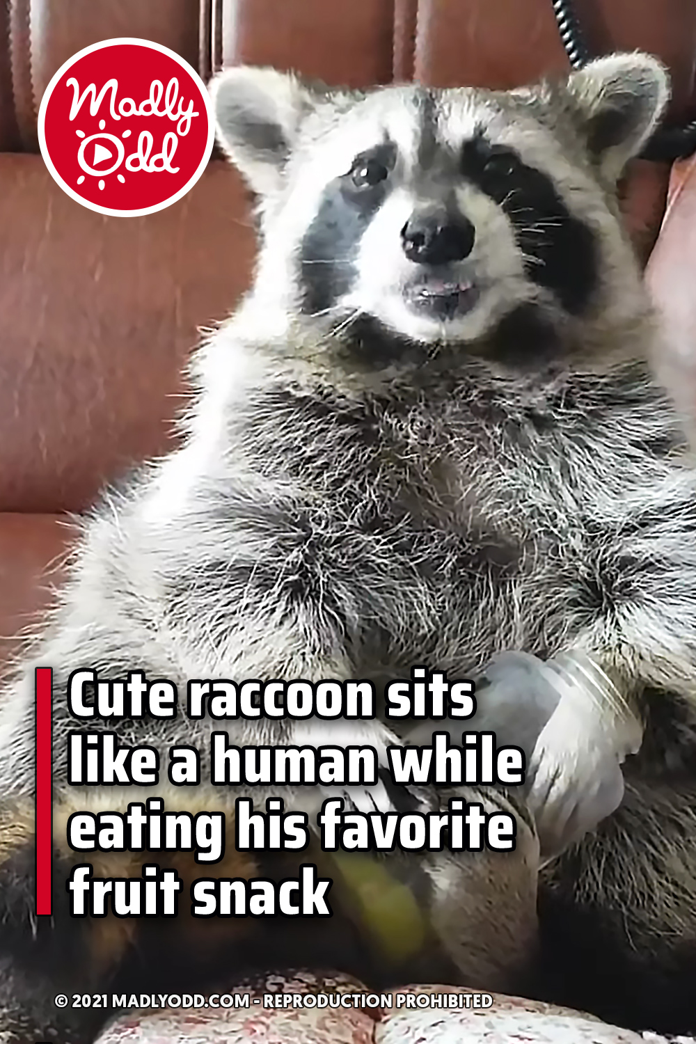 Cute raccoon sits like a human while eating his favorite fruit snack