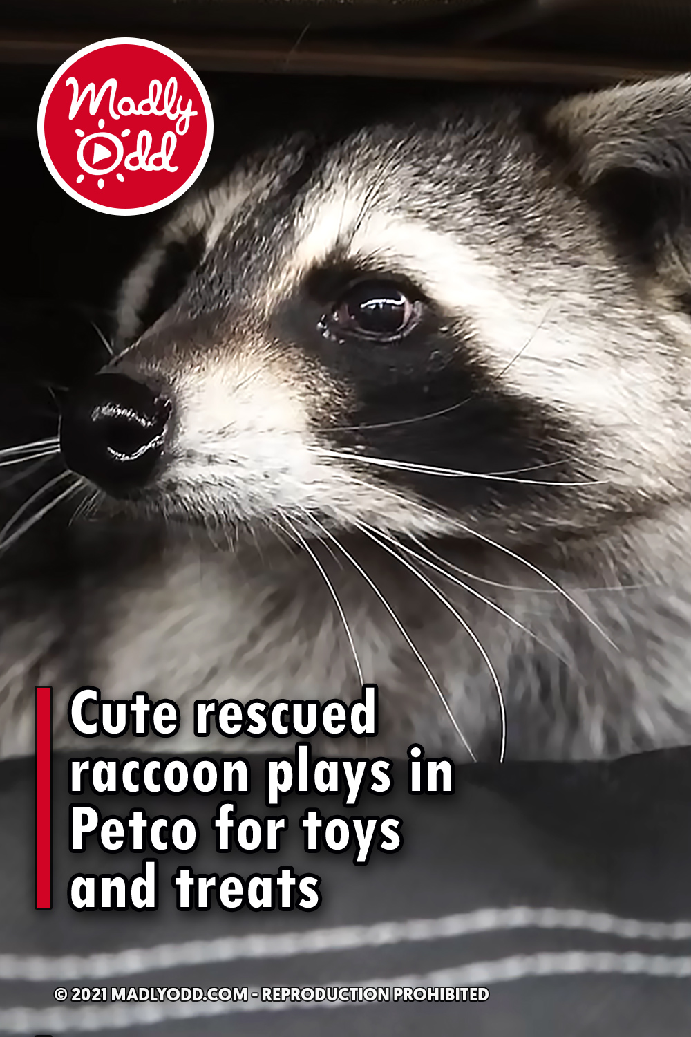 Cute rescued raccoon plays in Petco for toys and treats