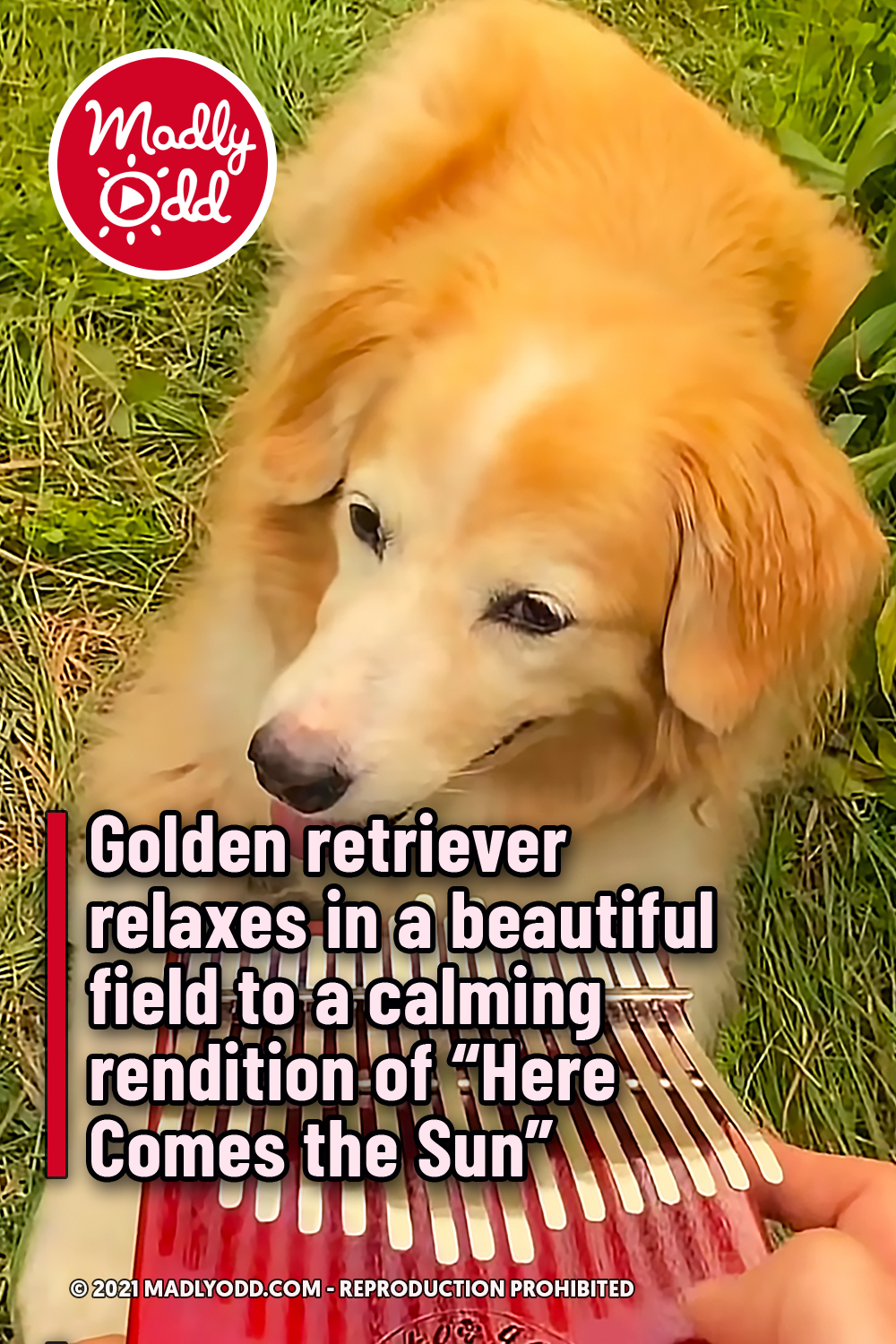 Golden retriever relaxes in a beautiful field to a calming rendition of “Here Comes the Sun”